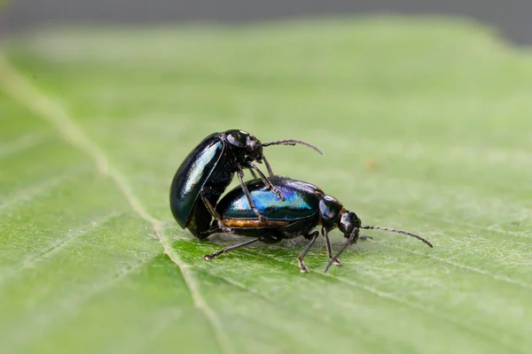 Par svarta skalbaggar, para ihop uppförande — Stockfoto
