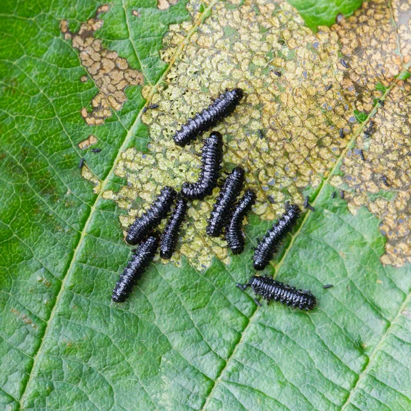 Skupina malé černé housenky — Stock fotografie