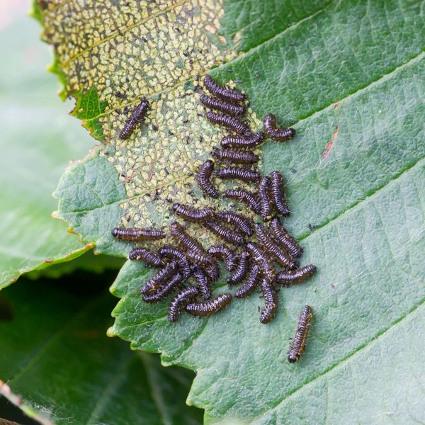 Group of small black caterpillars — Stock Photo, Image