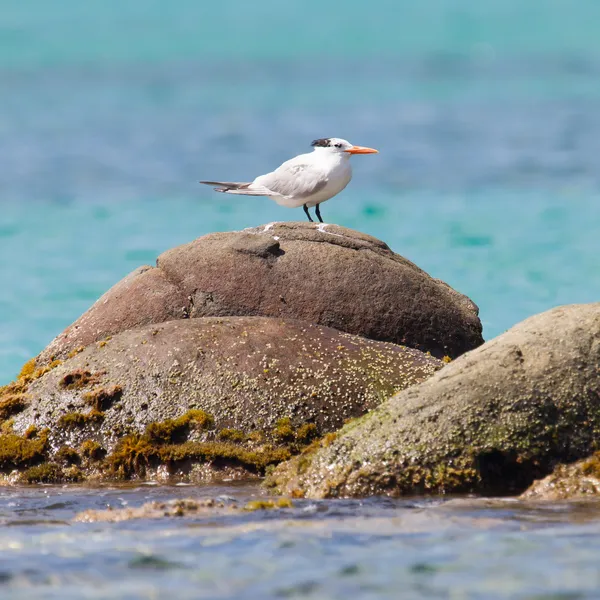 Gaviota real (Thalasseus maximus maximus ) — Foto de Stock