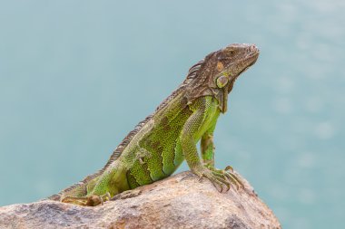 Yeşil kayalar üzerine oturan Iguana (Iguana iguana)