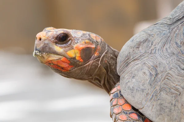 Stock image Cherry head red foot tortoise