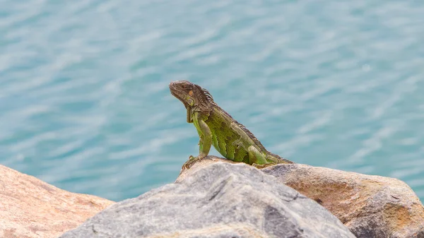 Green Iguana (Iguana iguana) sitting on rocks — Stock Photo, Image