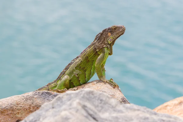 Iguana Verde (Iguana iguana) sentada sobre rocas —  Fotos de Stock