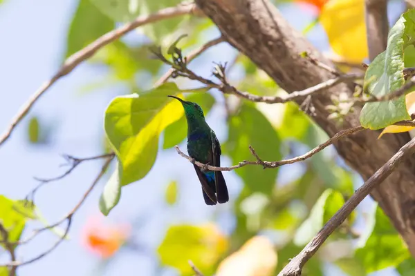 Antilhas Crested Hummingbird (Orthorhyncus cristatus ) — Fotografia de Stock