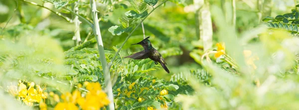 Antiller tepeli sinek kuşu (Orthorhyncus cristatus) — Stok fotoğraf