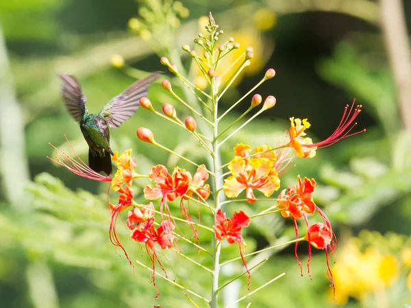 Hummingbird Crested Antillean (Orthorhyncus cristatus ) — Foto Stock