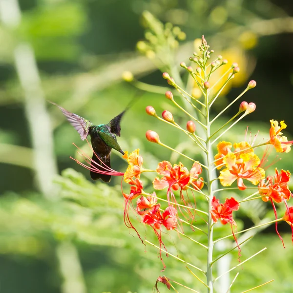 Antiller tepeli sinek kuşu (Orthorhyncus cristatus) — Stok fotoğraf