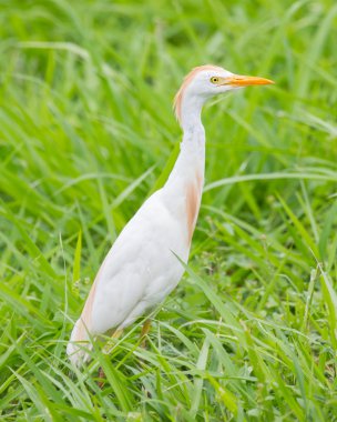 Egret Sığırı (Bubulcus ibis)