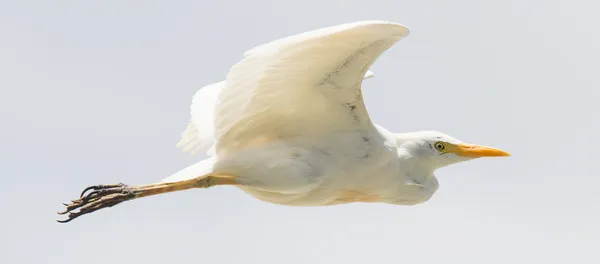 Grande Egret (Ardea alba modesta ) — Fotografia de Stock