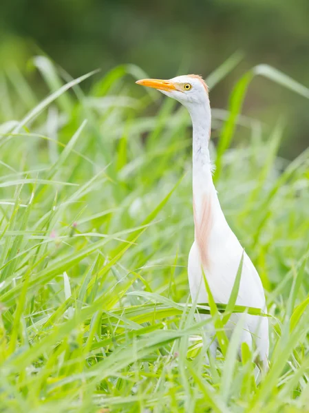 Cattle egret (Bubulcus ibis) — Stock Photo, Image