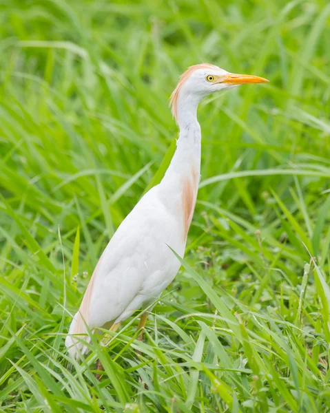 Cattle egret (Bubulcus ibis) — Stock Photo, Image