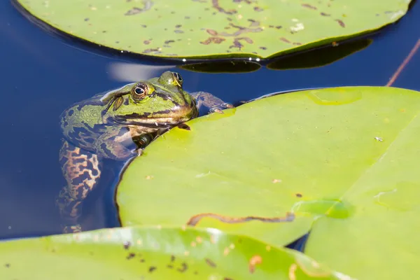 常见的青蛙 (林蛙) — 图库照片