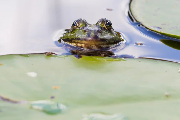 常见的青蛙 (林蛙) — 图库照片