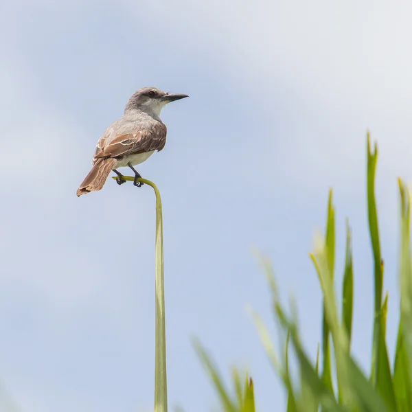 Grå kungstyrann (Tyrannus dominicensis) — Stockfoto