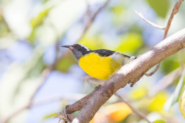 Sarı şeker kuşu (Coereba flaveola bonariensis) — Stok fotoğraf