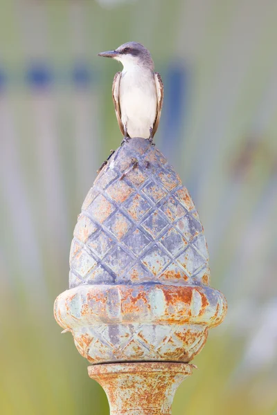 Gri Kingbird (Tyrannus dominicensis) — Stok fotoğraf