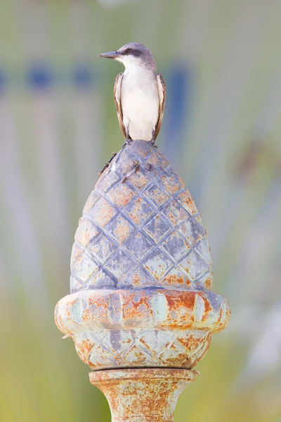 Grå kungstyrann (Tyrannus dominicensis) — Stockfoto