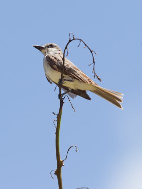 Gri Kingbird (Tyrannus dominicensis)