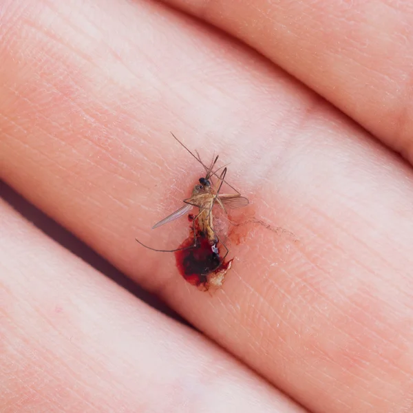 Zanzara morta con sangue — Foto Stock