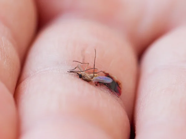 Mosquito muerto con sangre —  Fotos de Stock