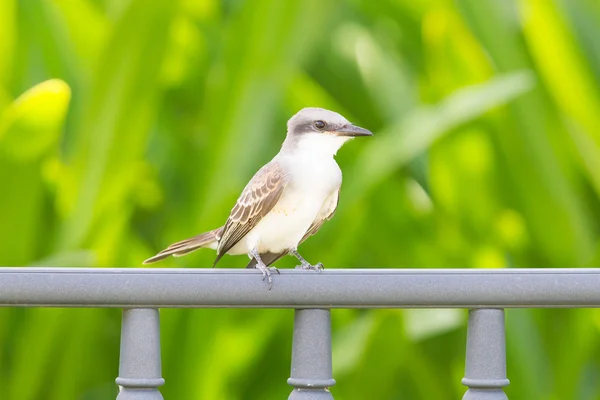 Grey Kingbird (Tyrannus dominicensis) — Stock Photo, Image