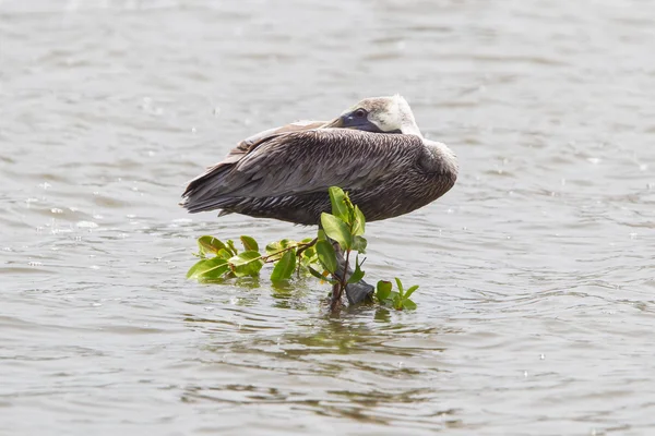 Ruskea pelikaani (Pelecanus occidentalis)) — kuvapankkivalokuva