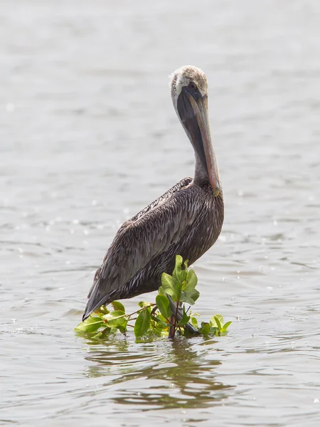 Pelikán hnědý (Pelecanus occidentalis) — Stock fotografie