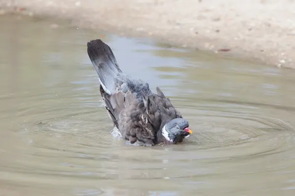 Wood Pigeon palumbus tomando um banho em uma lagoa — Fotografia de Stock