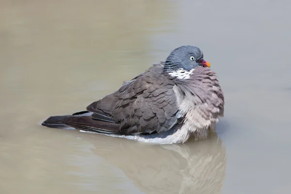 Palumbus Pigeon des bois prenant un bain dans un étang — Photo