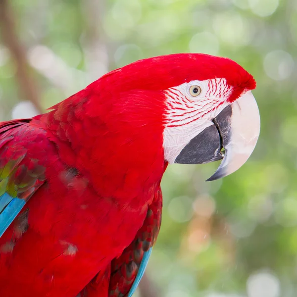 Red Macaw — Stock Photo, Image