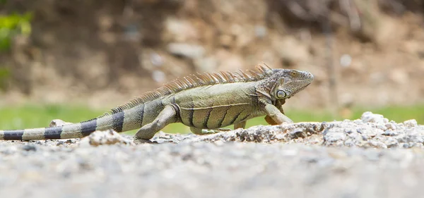 इगुआना ( इगुआना इगुआना ) — स्टॉक फ़ोटो, इमेज