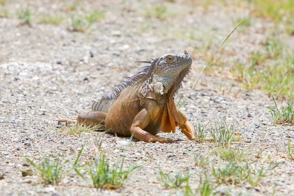 Iguana (Iguana Iguana) — Stok fotoğraf