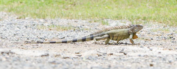 Leguaan (Iguana iguana) — Stockfoto