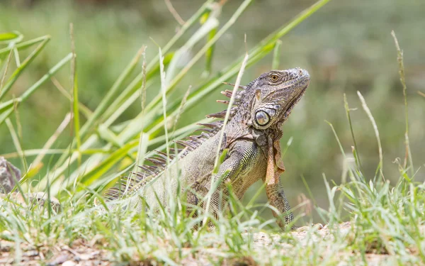 इगुआना ( इगुआना इगुआना ) — स्टॉक फ़ोटो, इमेज