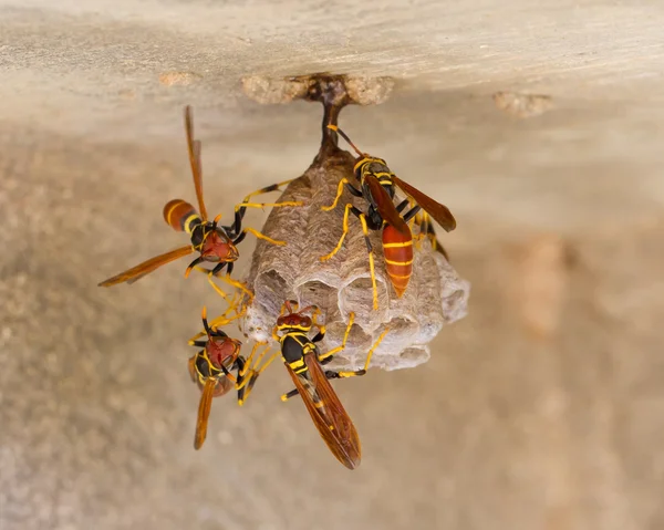 Jack vespas espanholas em um pequeno ninho — Fotografia de Stock