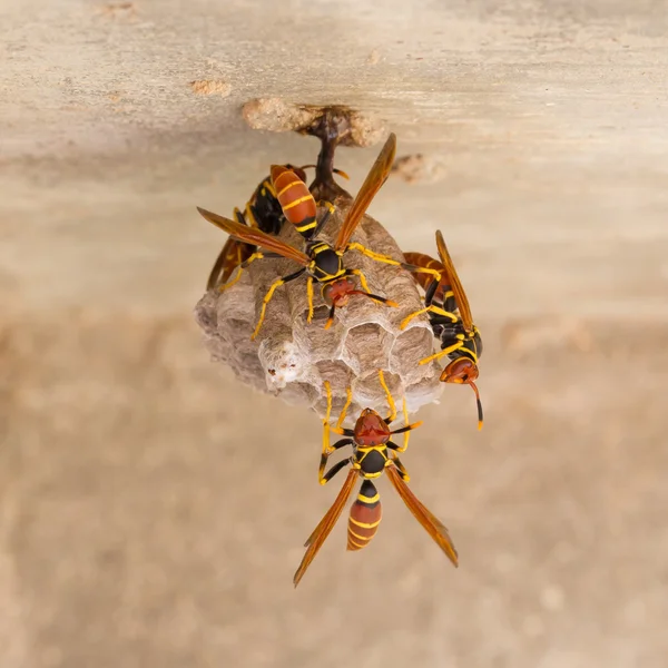 Guêpes Jack Espagnols sur un petit nid — Photo