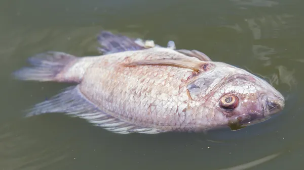 Death fish and waste water — Stock Photo, Image