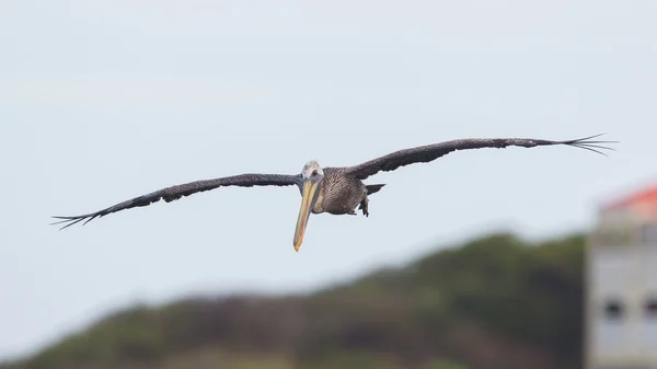 Brown pelican (Pelecanus occidentalis) — Stock Photo, Image