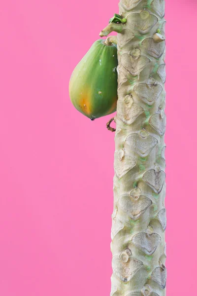 Papaja wiszące na drzewie — Zdjęcie stockowe