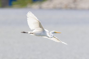Büyük ak balıkçıl (ardea alba modesta), Amerikan alt türü