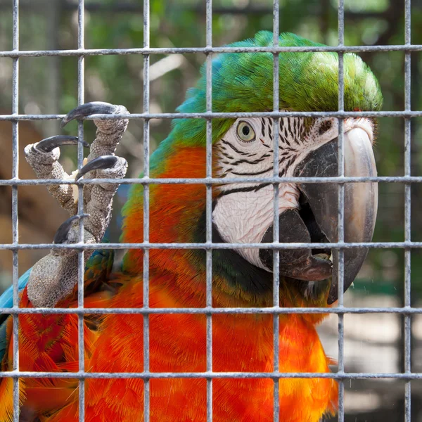 Papagaio colorido em cativeiro — Fotografia de Stock