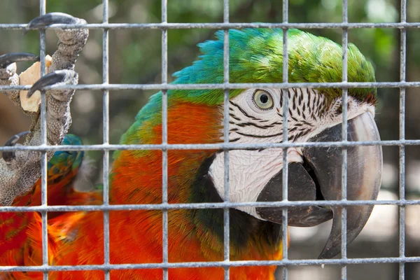 Papagaio colorido em cativeiro — Fotografia de Stock