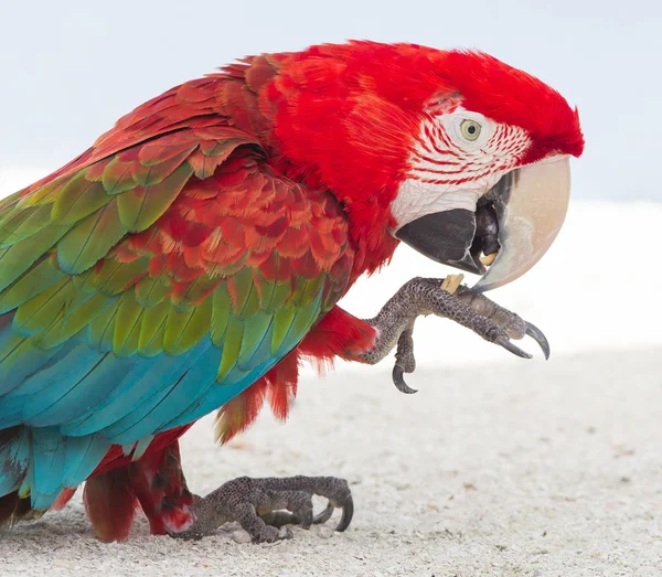 Kleurrijke parrot in gevangenschap — Stockfoto