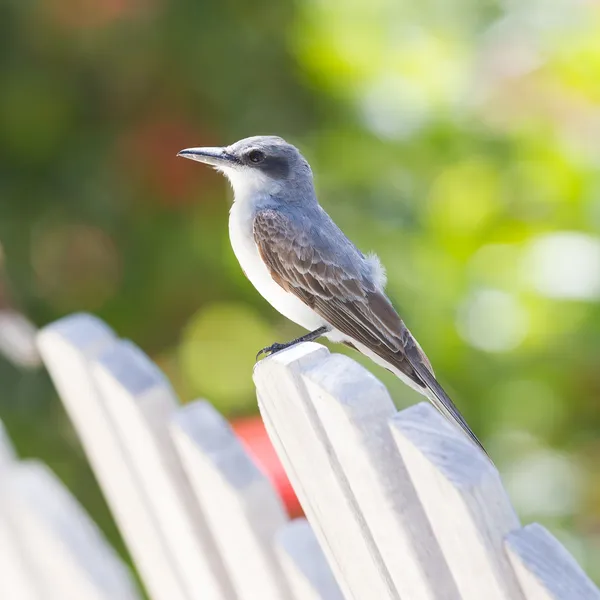 Grå kungstyrann (Tyrannus dominicensis) — Stockfoto