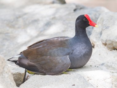 kayanın üzerinde dinlenme moorhen