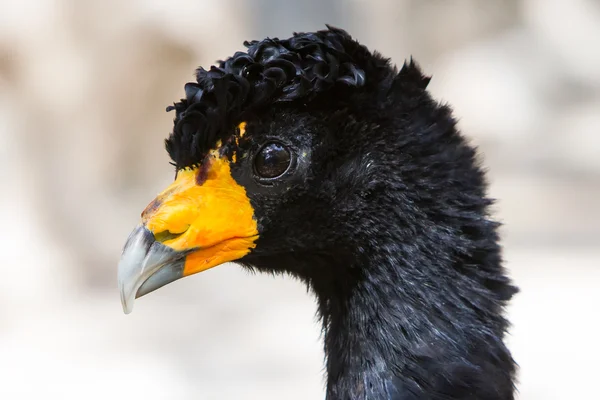 Velké curassow pták — Stock fotografie