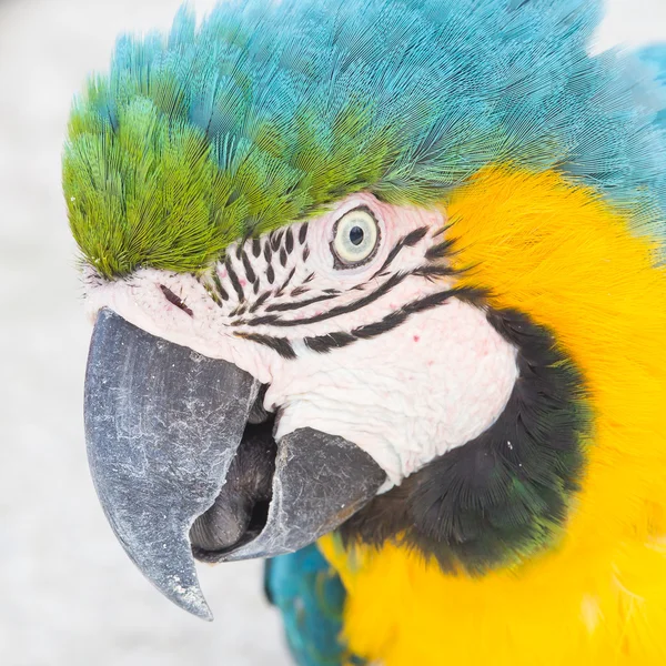 Guacamayo amarillo — Foto de Stock