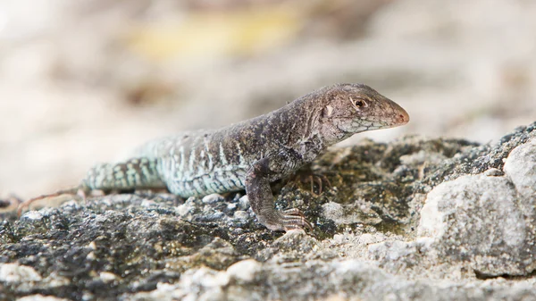 Wild water monitor (Varanus salvator) — Stock Photo, Image