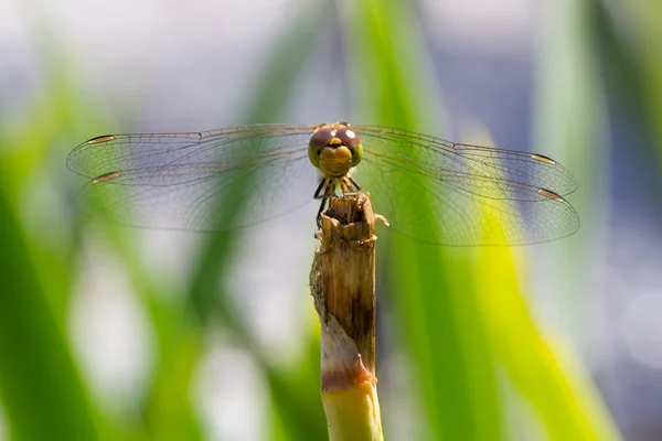 Libellula arancione appoggiata sull'erba — Foto Stock